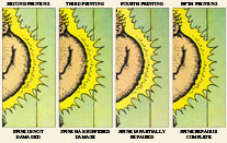 Zap Comix #0 Spine Scratch Comparison